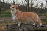 CORGI PEMBROKE 1435